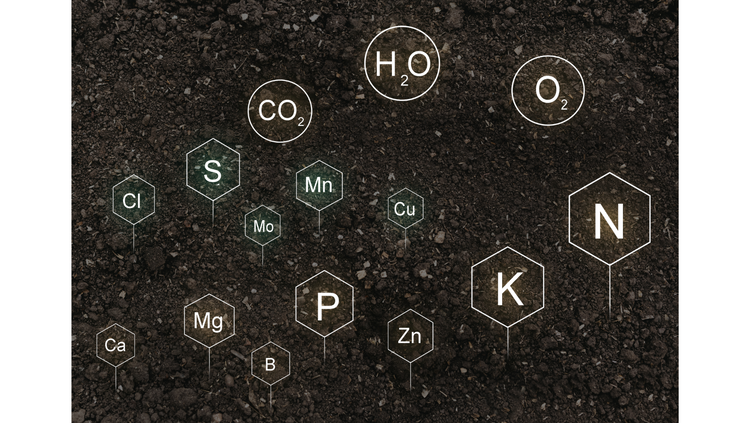 The Green Gastronomy: An Exploration of Premier Cannabis Nutrient Brands