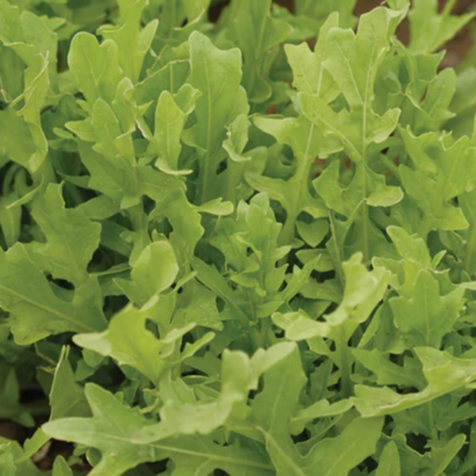 West Coast Seeds - Astro Arugula - Mild, Nutty & Cold-Hardy Greens