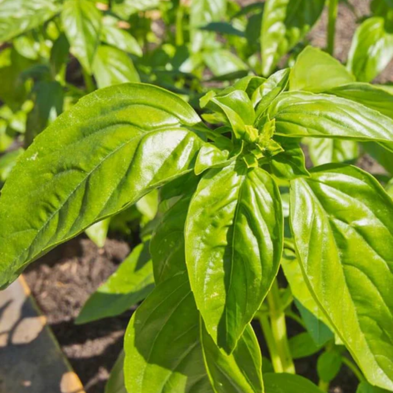 Load image into Gallery viewer, West Coast Seeds - Certified Organic Genovese Basil (0.5g) - The Best Italian Pesto Variety
