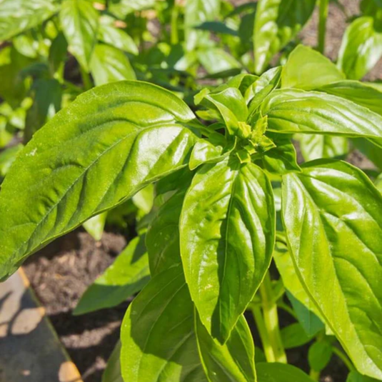 West Coast Seeds - Certified Organic Genovese Basil (0.5g) - The Best Italian Pesto Variety