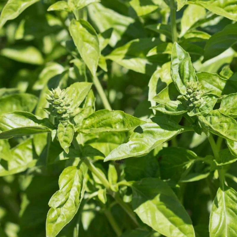 Load image into Gallery viewer, West Coast Seeds - Certified Organic Genovese Basil (0.5g) - The Best Italian Pesto Variety
