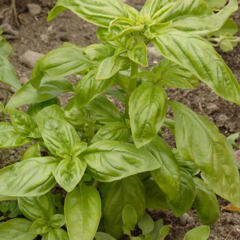 Load image into Gallery viewer, West Coast Seeds - Certified Organic Genovese Basil (0.5g) - The Best Italian Pesto Variety
