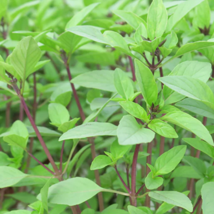 West Coast Seeds - Sweet Thai Basil Seeds - Certified Organic, Aromatic & Flavorful