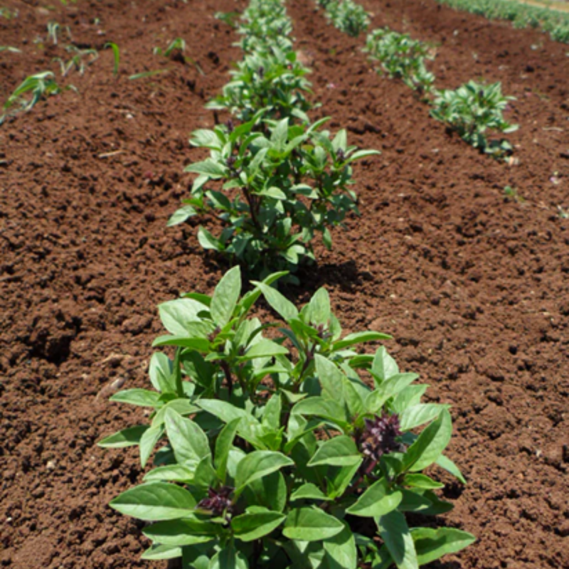 Load image into Gallery viewer, West Coast Seeds - Sweet Thai Basil Seeds - Certified Organic, Aromatic &amp; Flavorful
