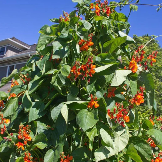 West Coast Seeds - Scarlet Emperor Beans - Vibrant Runner Beans for Trellises and Balconies