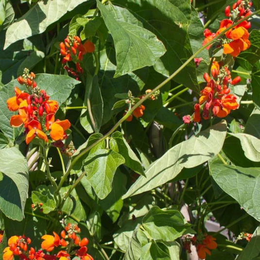 West Coast Seeds - Scarlet Emperor Beans - Vibrant Runner Beans for Trellises and Balconies