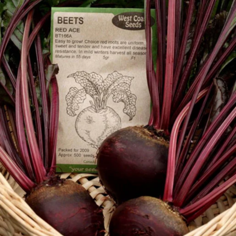 Load image into Gallery viewer, West Coast Seeds - Red Ace Beets Seeds | High-Yield, Sweet Flavor, 50-65 Days
