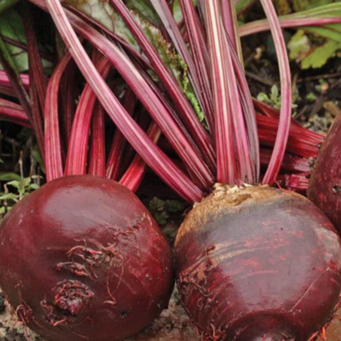 West Coast Seeds - Red Ace Beets Seeds | High-Yield, Sweet Flavor, 50-65 Days