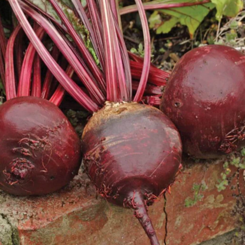 Load image into Gallery viewer, West Coast Seeds - Red Ace Beets Seeds | High-Yield, Sweet Flavor, 50-65 Days
