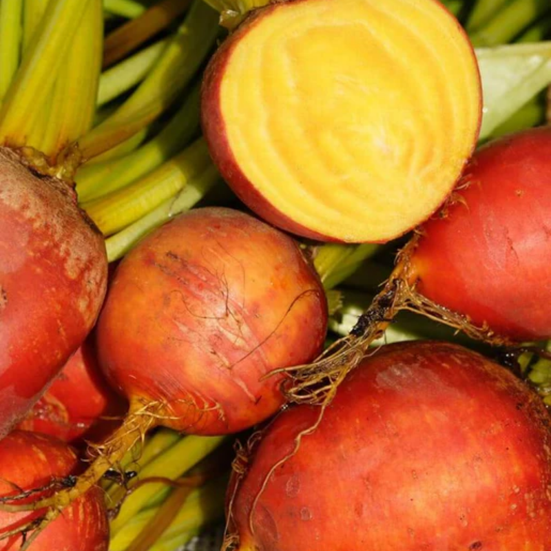 Load image into Gallery viewer, West Coast Seeds - Touchstone Gold Beets (4g) - Vibrant Golden Flesh and Sweet Greens
