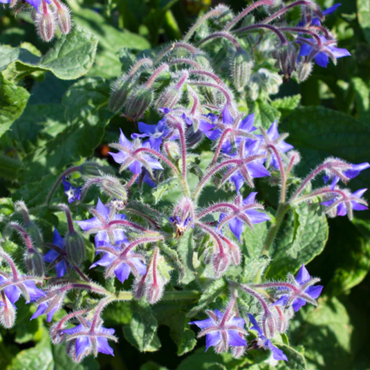 West Coast Seeds - Borage (2g) - Vivid Blue Flowers and Edible Leaves