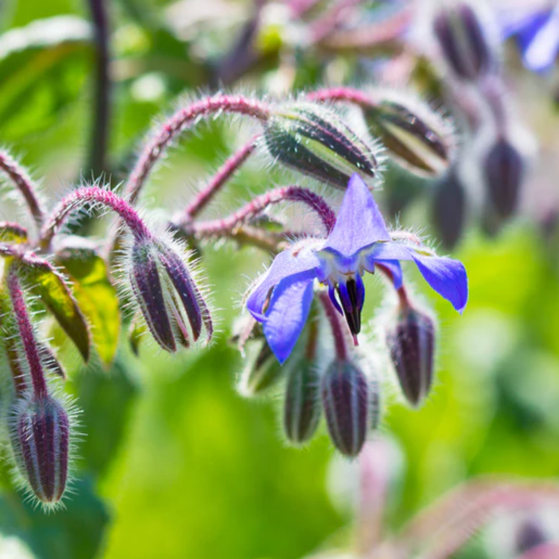 Load image into Gallery viewer, West Coast Seeds - Borage (2g) - Vivid Blue Flowers and Edible Leaves
