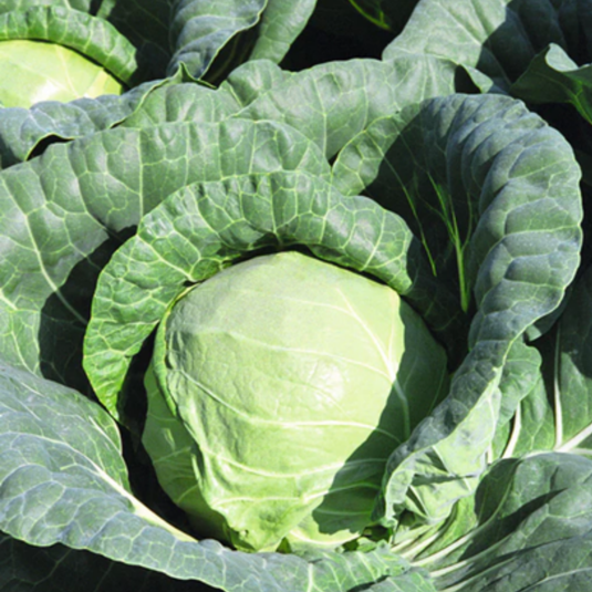 West Coast Seeds - Tiara Cabbage Seeds - Organic, Mini Heads, 60 Days