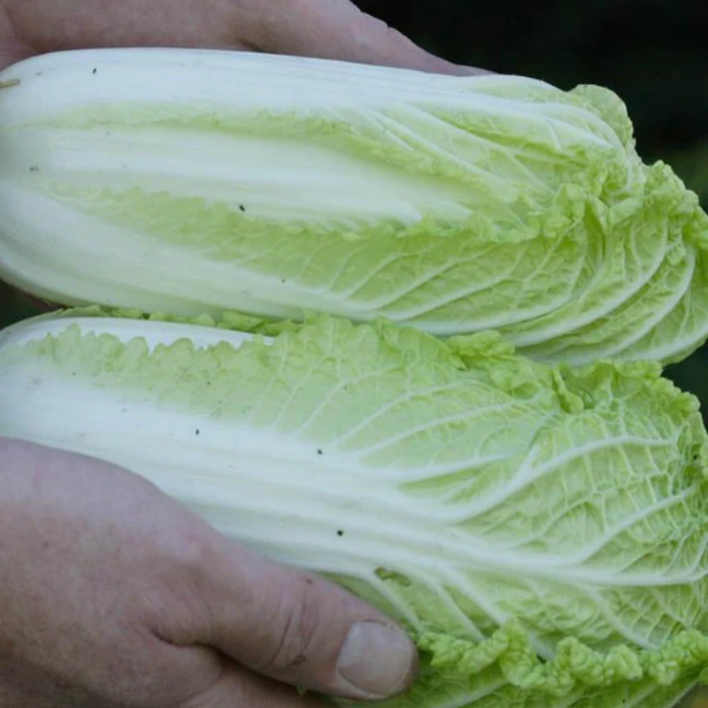 Load image into Gallery viewer, West Coast Seeds - Wa Wa Sai F1 Mini Napa Cabbage - Sui Choi (0.10g)
