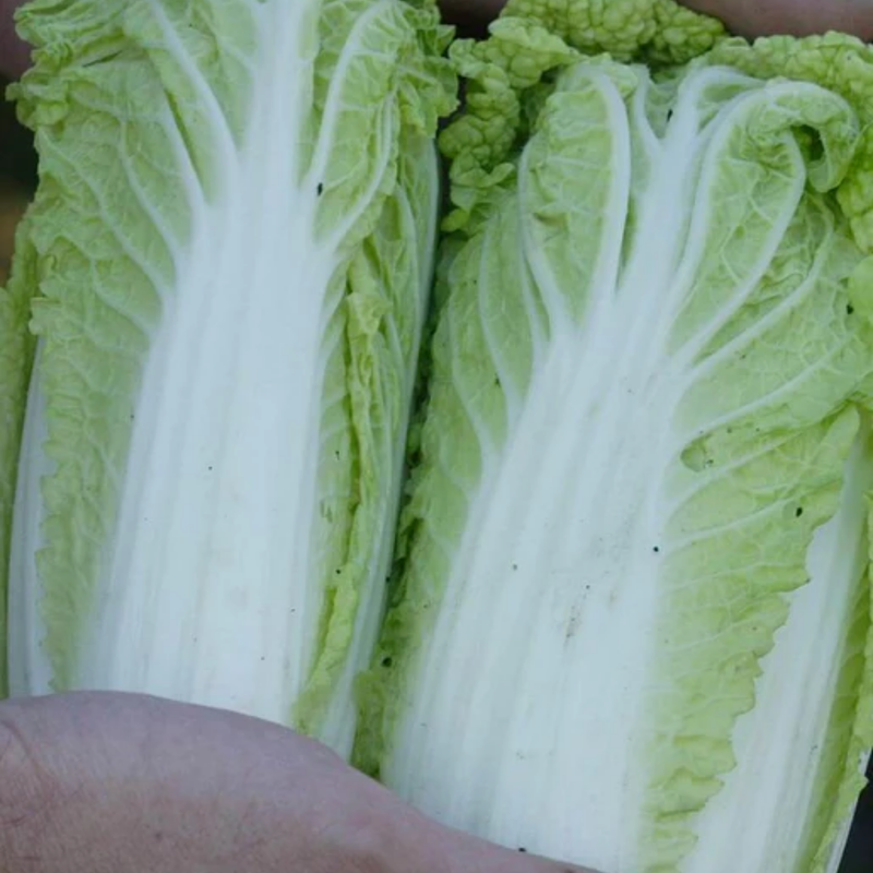 Load image into Gallery viewer, West Coast Seeds - Wa Wa Sai F1 Mini Napa Cabbage - Sui Choi (0.10g)
