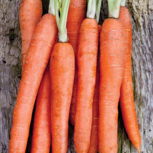 West Coast Seeds - Nantes Coreless Carrot - Sweet, Coreless, Bright Orange Roots