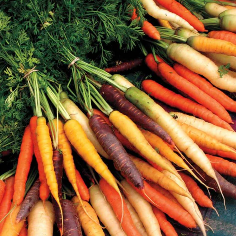 Load image into Gallery viewer, West Coast Seeds - Rainbow Blend Carrots - Colorful Harvest Variety (0.75g)
