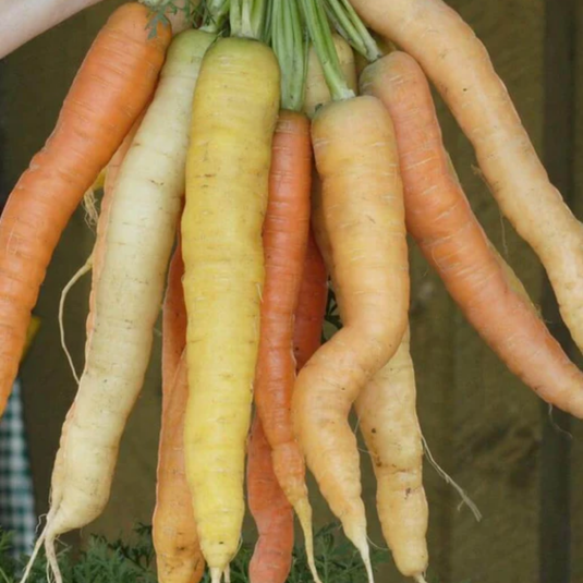 West Coast Seeds - Rainbow Blend Carrots - Colorful Harvest Variety (0.75g)