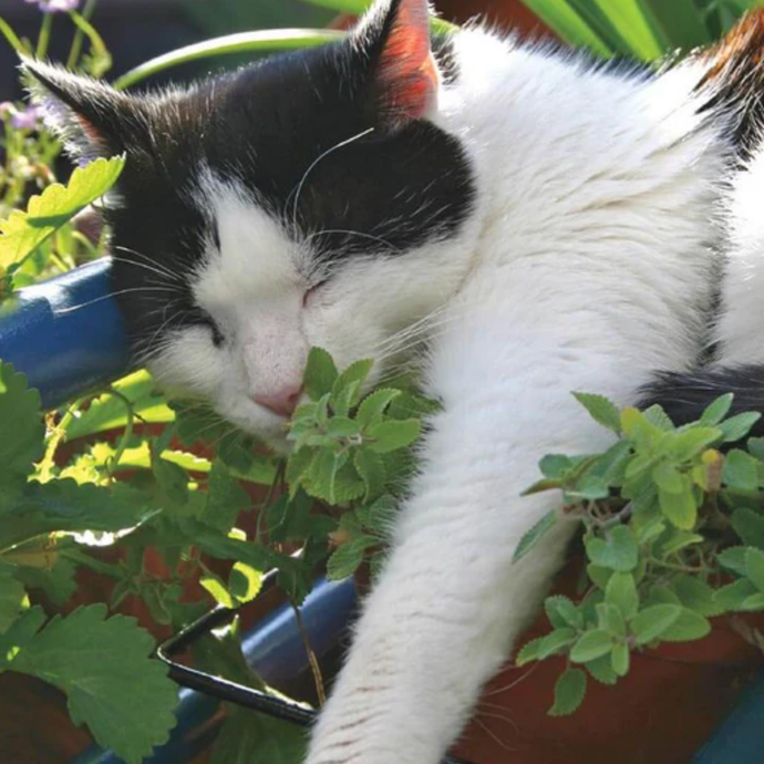 West Coast Seeds - Catnip - Versatile Herb for Cats and Pollinators (0.25g)