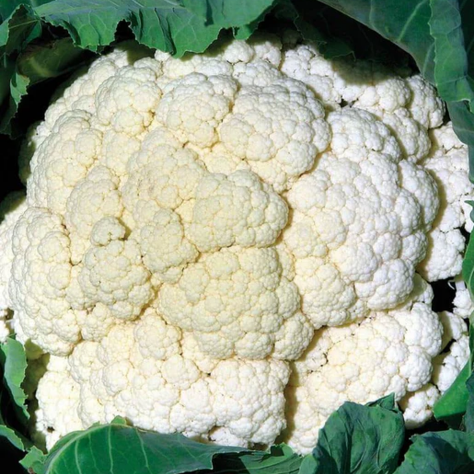 West Coast Seeds - Amazing Cauliflower - Robust and Easy to Grow (0.10g)