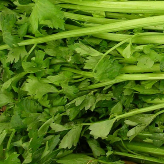 West Coast Seeds - Tall Utah Celery Seeds | Sweet, Crunchy Stalks, 100 Days