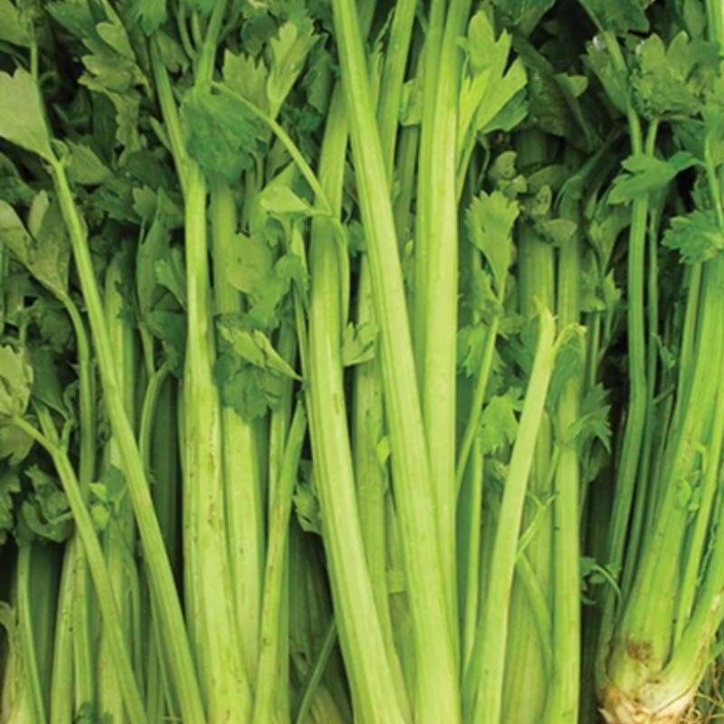 Load image into Gallery viewer, West Coast Seeds - Tall Utah Celery Seeds | Sweet, Crunchy Stalks, 100 Days
