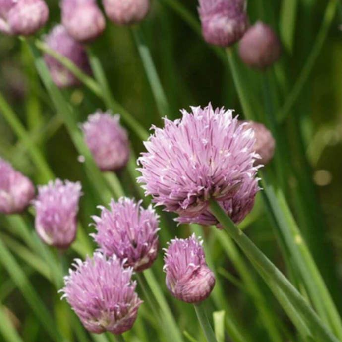 West Coast Seeds - Polyvert Chives Seeds - Certified Organic, Hardy Perennial