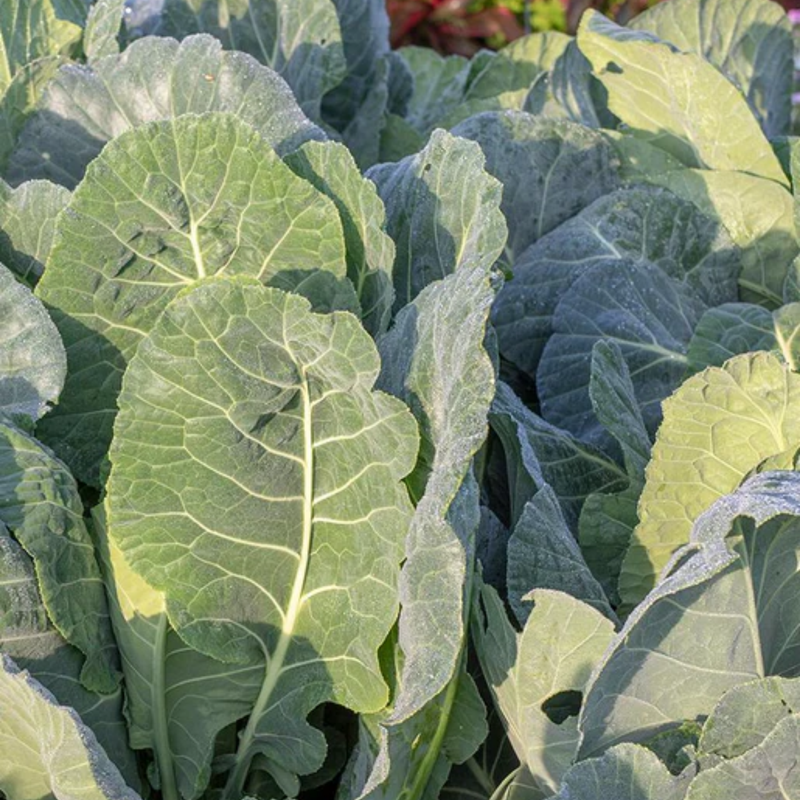 Load image into Gallery viewer, West Coast Seeds - Top Bunch Collards - Fastest Maturing, Nutritious Greens (0.50g)
