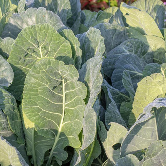 West Coast Seeds - Top Bunch Collards - Fastest Maturing, Nutritious Greens (0.50g)