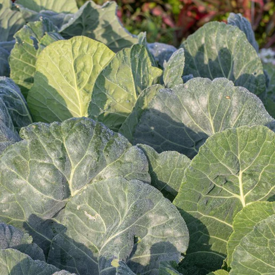 West Coast Seeds - Top Bunch Collards - Fastest Maturing, Nutritious Greens (0.50g)