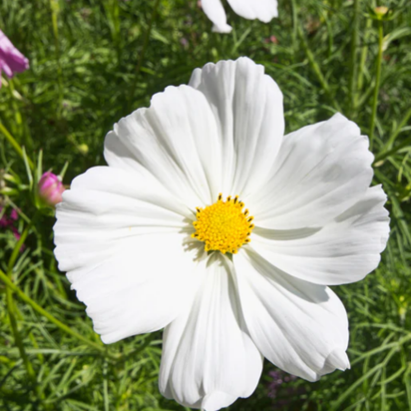 Load image into Gallery viewer, West Coast Seeds - Mini Blend Cosmos Seeds | Compact, Vibrant Blooms, Annual
