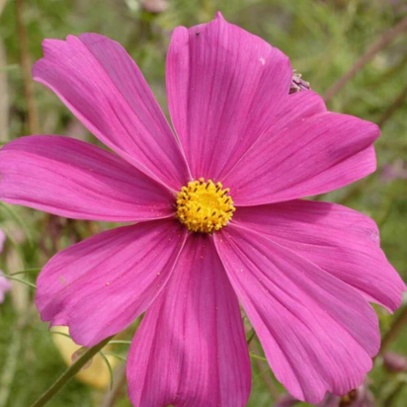 Load image into Gallery viewer, West Coast Seeds - Mini Blend Cosmos Seeds | Compact, Vibrant Blooms, Annual
