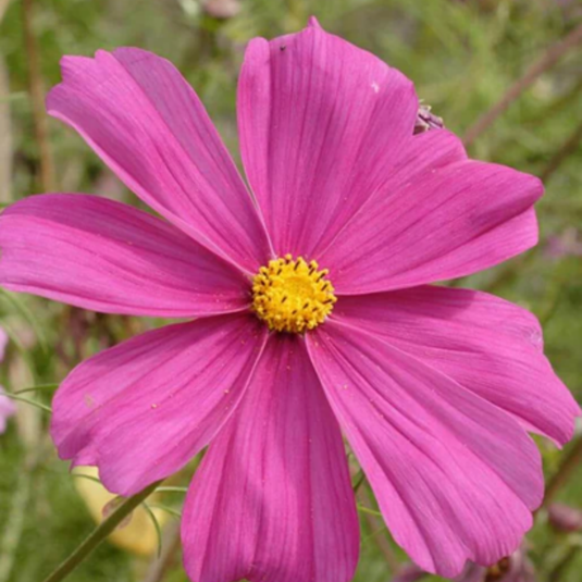 West Coast Seeds - Mini Blend Cosmos Seeds | Compact, Vibrant Blooms, Annual