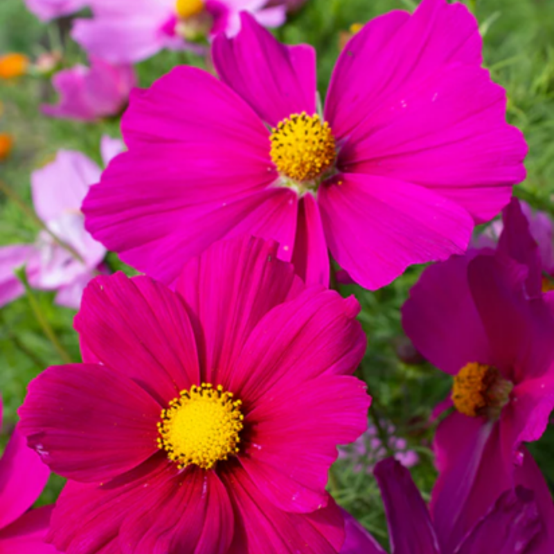 Load image into Gallery viewer, West Coast Seeds - Mini Blend Cosmos Seeds | Compact, Vibrant Blooms, Annual
