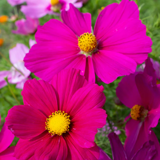 West Coast Seeds - Mini Blend Cosmos Seeds | Compact, Vibrant Blooms, Annual