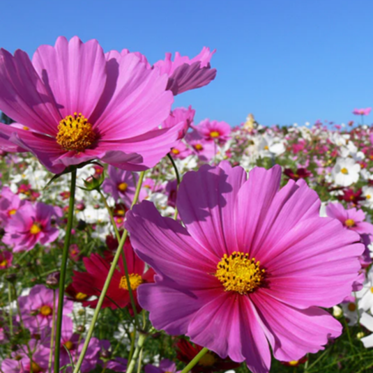 West Coast Seeds - Mini Blend Cosmos Seeds | Compact, Vibrant Blooms, Annual