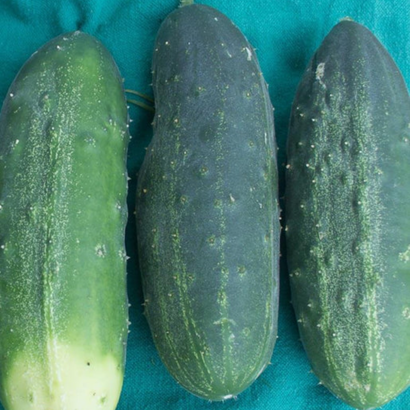 Load image into Gallery viewer, West Coast Seeds - Homemade Pickles Cucumbers - High-Yield, Crisp &amp; Flavorful (0.50g)
