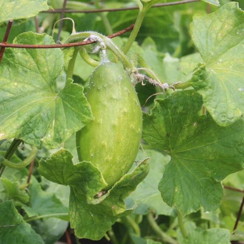 Load image into Gallery viewer, West Coast Seeds - Homemade Pickles Cucumbers - High-Yield, Crisp &amp; Flavorful (0.50g)
