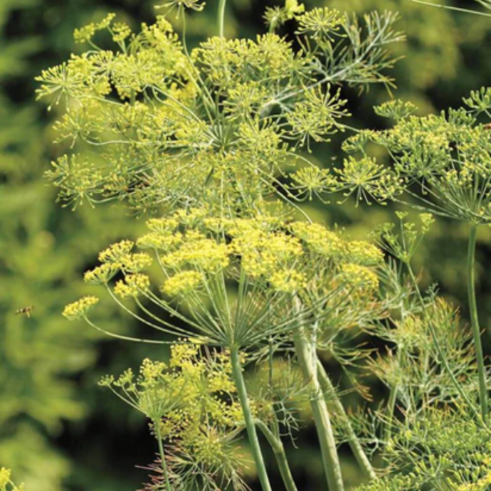 West Coast Seeds - Bouquet Dill Seeds - Compact, Aromatic, Pollinator-Friendly