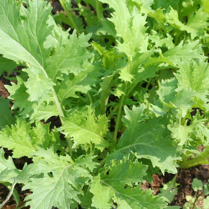 West Coast Seeds - Mizuna Greens - Mild & Sweet Mustard Greens