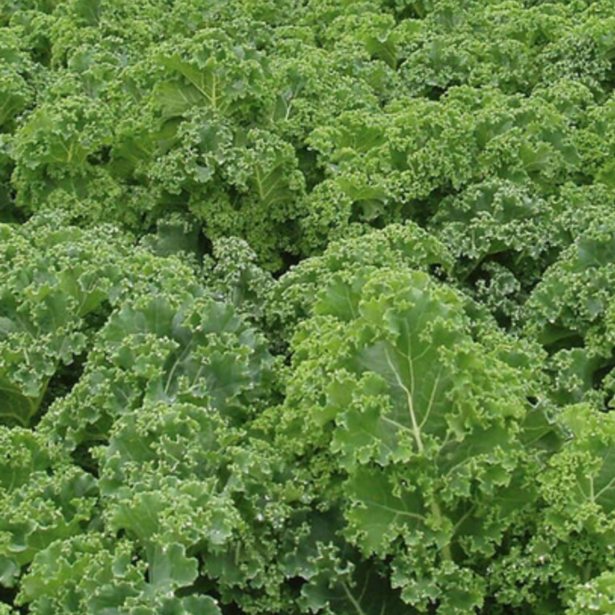 West Coast Seeds - Starbor F1 Kale Seeds - Compact, Nutritious & High-Yield