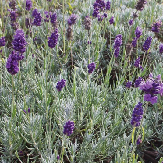 West Coast Seeds - Dwarf Munstead Lavender - Most Aromatic, Blue Flowers (0.125g)