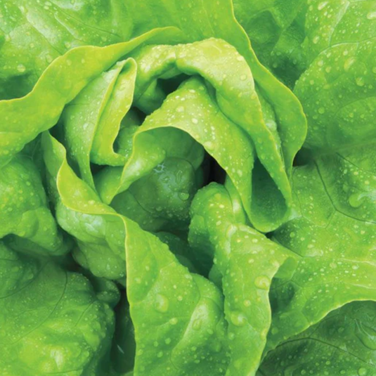 West Coast Seeds - Buttercrunch Lettuce - Tender, Heat-Resistant Rosettes (1g)