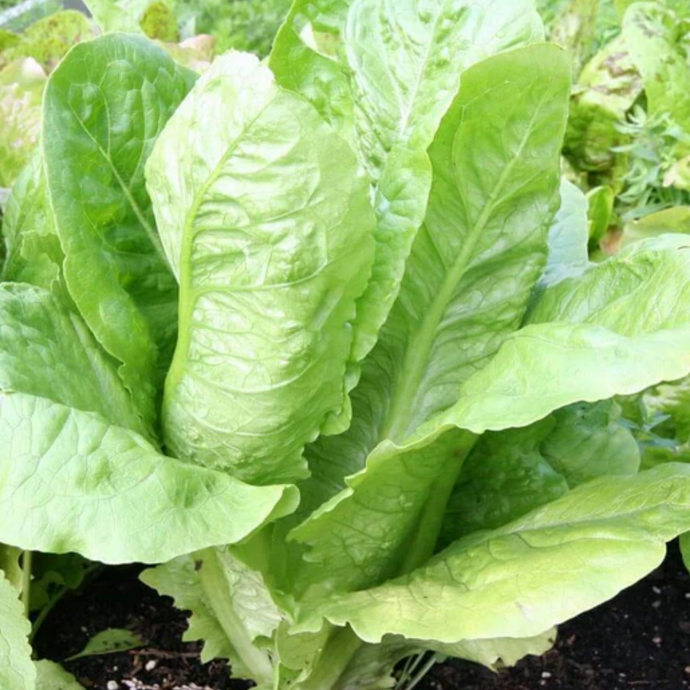 West Coast Seeds - Parris Island Cos Lettuce - Heirloom Romaine, Tender & Flavorful (0.50g)