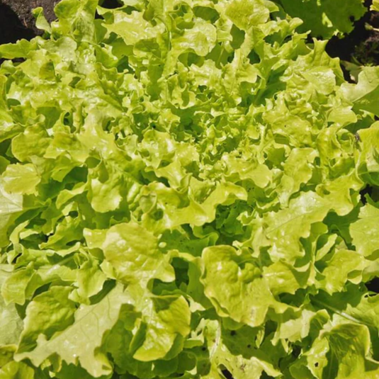 West Coast Seeds - Salad Bowl Green Lettuce - Heirloom, Bolt-Resistant (1g)