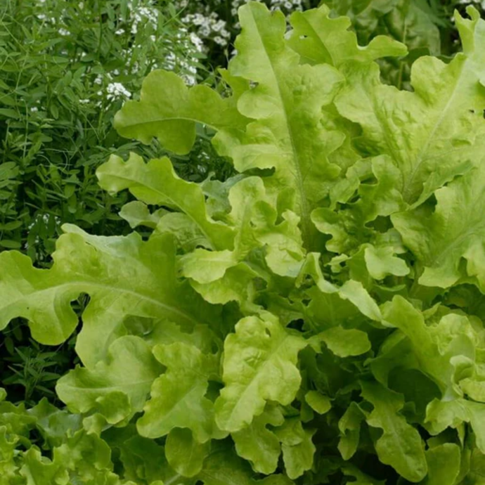 West Coast Seeds - Salad Bowl Green Lettuce - Heirloom, Bolt-Resistant (1g)