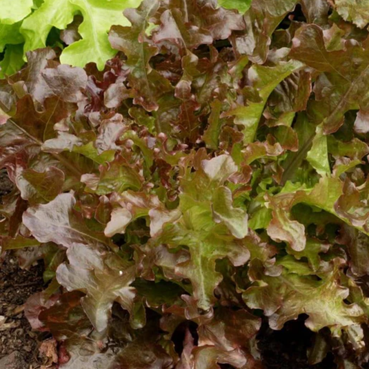 West Coast Seeds - Salad Bowl Red Lettuce - Heirloom, Bolt-Resistant, Mild Flavor (0.50g)