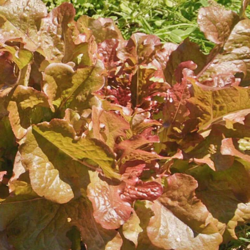 Load image into Gallery viewer, West Coast Seeds - Salad Bowl Red Lettuce - Heirloom, Bolt-Resistant, Mild Flavor (0.50g)
