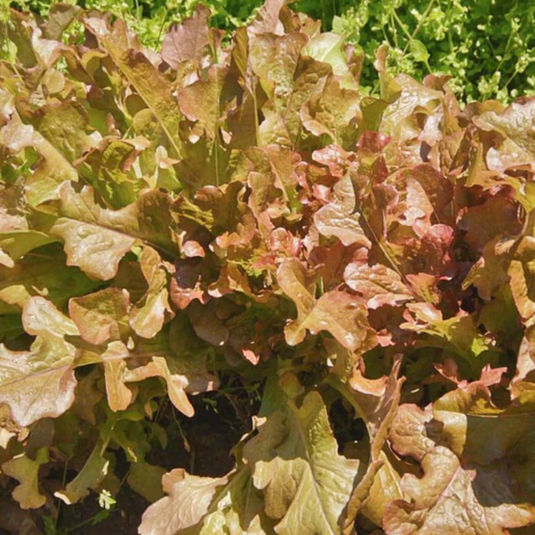 West Coast Seeds - Salad Bowl Red Lettuce - Heirloom, Bolt-Resistant, Mild Flavor (0.50g)