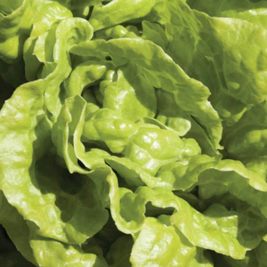 West Coast Seeds - Simpson Elite Lettuce Seeds - Looseleaf, Heirloom, Crisp & Tender